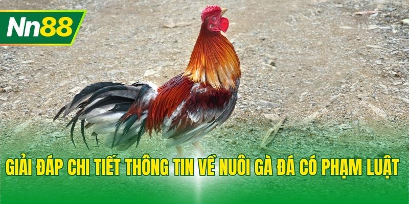 Giải đáp chi tiết thông tin về nuôi gà đá có phạm luật 